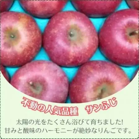 信州りんご サンふじ(1段)2.8kg～3kg 優品【1508410】