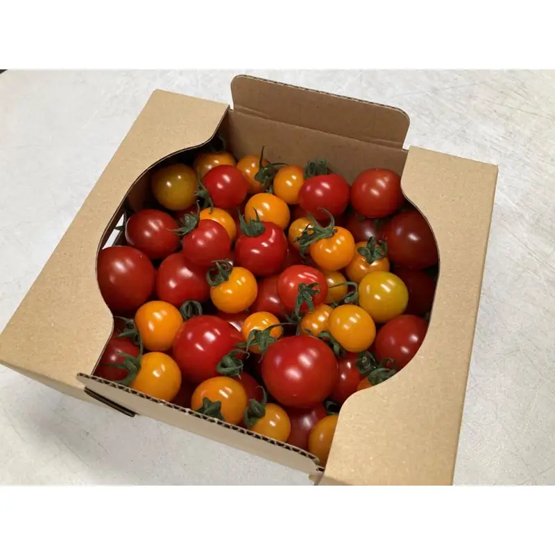 【トマト】カラフルミニトマト 1kg