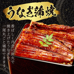 【土用の丑の日までに届く！】うなぎの蒲焼き2～3人前(1尾)｜鰻うなぎ