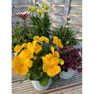 809.季節のマイガーデン・スターターセット　※離島への配送不可