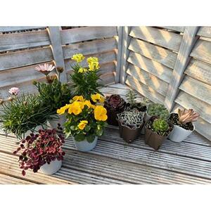 811.季節のガーデン＆グリーンセット　※離島への配送不可