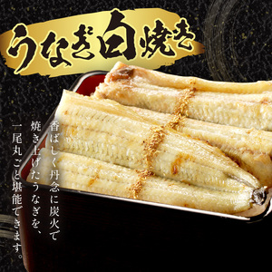 【土用の丑の日までに届く！】うなぎの白焼き2～3人前(1尾) ふるさと納税 ウナギ 鰻 白焼 しらやき タレ 国産 うなぎ 鰻 惣菜 京都 ギフト 贈り物 お祝い