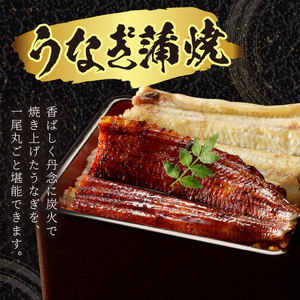 うなぎ【土用の丑の日までに届く！】うなぎの食べ比べセット2～3人前【蒲焼き・白焼きそれぞれ1/2尾】