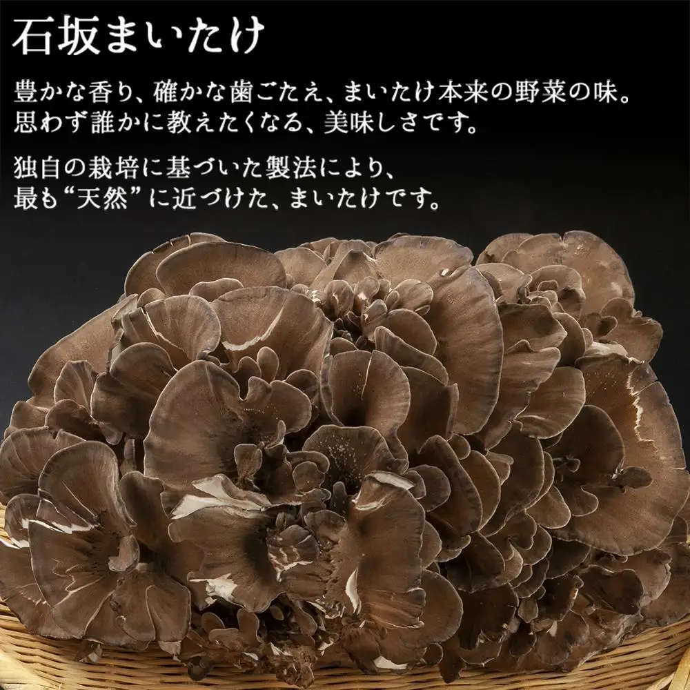 新潟県 南魚沼産 厳選 国産 石坂 高級 舞茸 産地直送 1kg ×3箱 計3kg 石坂きのこ
