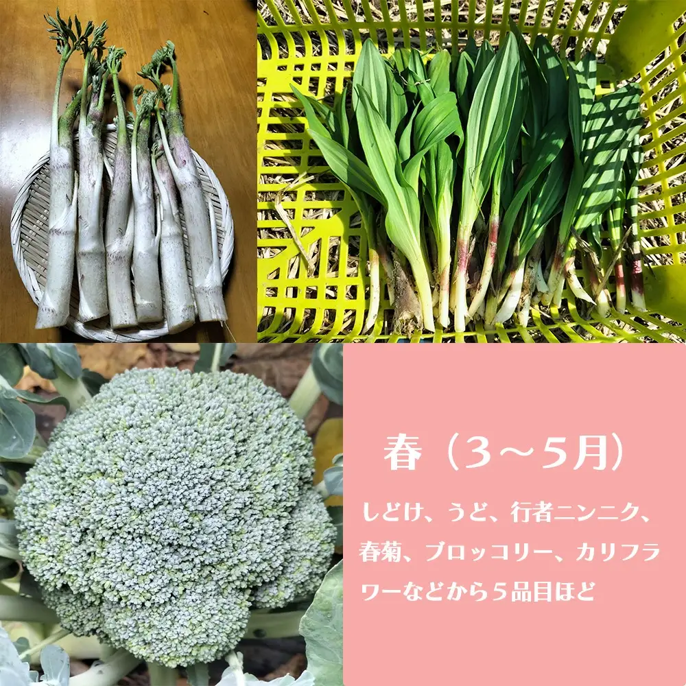 四季折々の野菜・山菜セット（5品目ほど）　45P3203