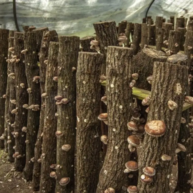 原木生しいたけ約700g 和歌山有田産 ★2026年11月下旬頃より順次発送