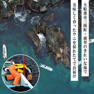 【期間限定】 水揚げ24時間以内発送 綾里の生うに 150g 数量限定 冷蔵 ミョウバン不使用 岩手県産 ムラサキウニ [ 季節限定 生うに 生雲丹 天然 海鮮丼 寿司 ウニ丼 刺身