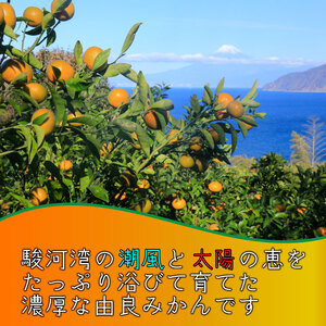 極早生 由良みかん 約 4kg 訳あり みかん