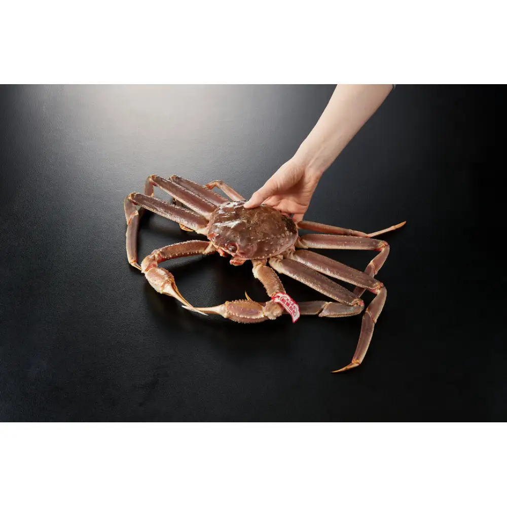 ＜11月中旬～3月中旬発送予定＞＜期間限定＞活松葉ガニ 特々大 1.2kg以上