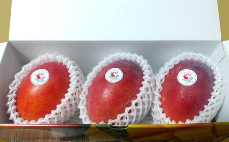 マンゴー【2026年発送】大宜味村産 アーウィン種マンゴー　秀品1キロ以上 フルーツ