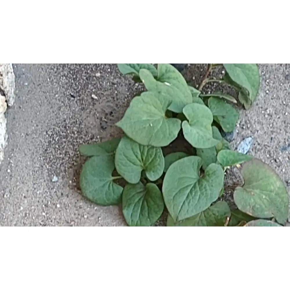 野草茶バラエティーBセット(計48袋)