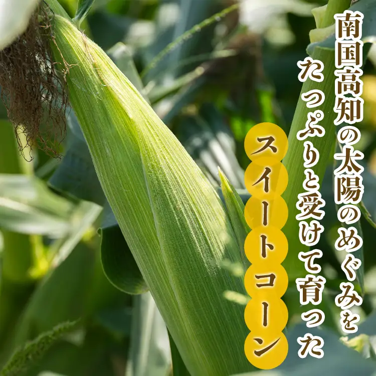 とうもろこし 朝どれスイートコーン2.5kg以上(7～8本) 【2026年5月下旬より順次配送分】 トウモロコシ sy-0001