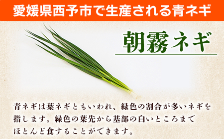 ＜愛媛県西予市産 朝霧ネギ 約2kg（80g入り×25袋）＞ 根無し 西予市産 愛媛県産 国産 野菜 やさい 青葱 青ネギ 青ねぎ 葉ネギ 葱 ねぎ 特産品 株式会社ノムランド 愛媛県 西予市【冷蔵】『1か月以内に順次出荷予定』NNM0001