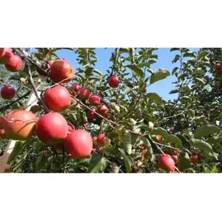 A-FACTORY　アオモリシードル520ml　2種セットA(スタンダード＆ドライ)_酒・アルコール   _【1502820】