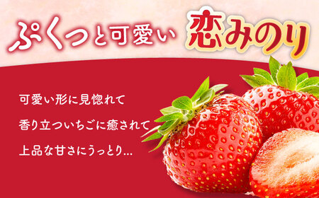 【2027年1月-発送】 いちご恋みのり 250g × 4パック [SAC007] いちご