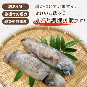【訳あり】 京都府産 アオリイカ 約1kg 2杯 冷凍 イカ