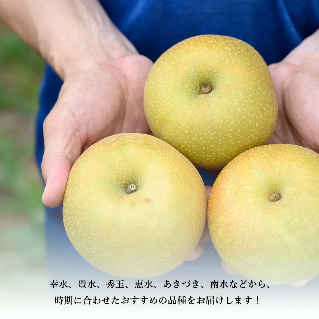 【 先行予約 】茨城県産 梨 品種おまかせお楽しみセット 約3kg 6玉～10玉 ( 茨城県共通返礼品 : 常陸太田市 )【 2026年 9月上旬頃より発送 】 