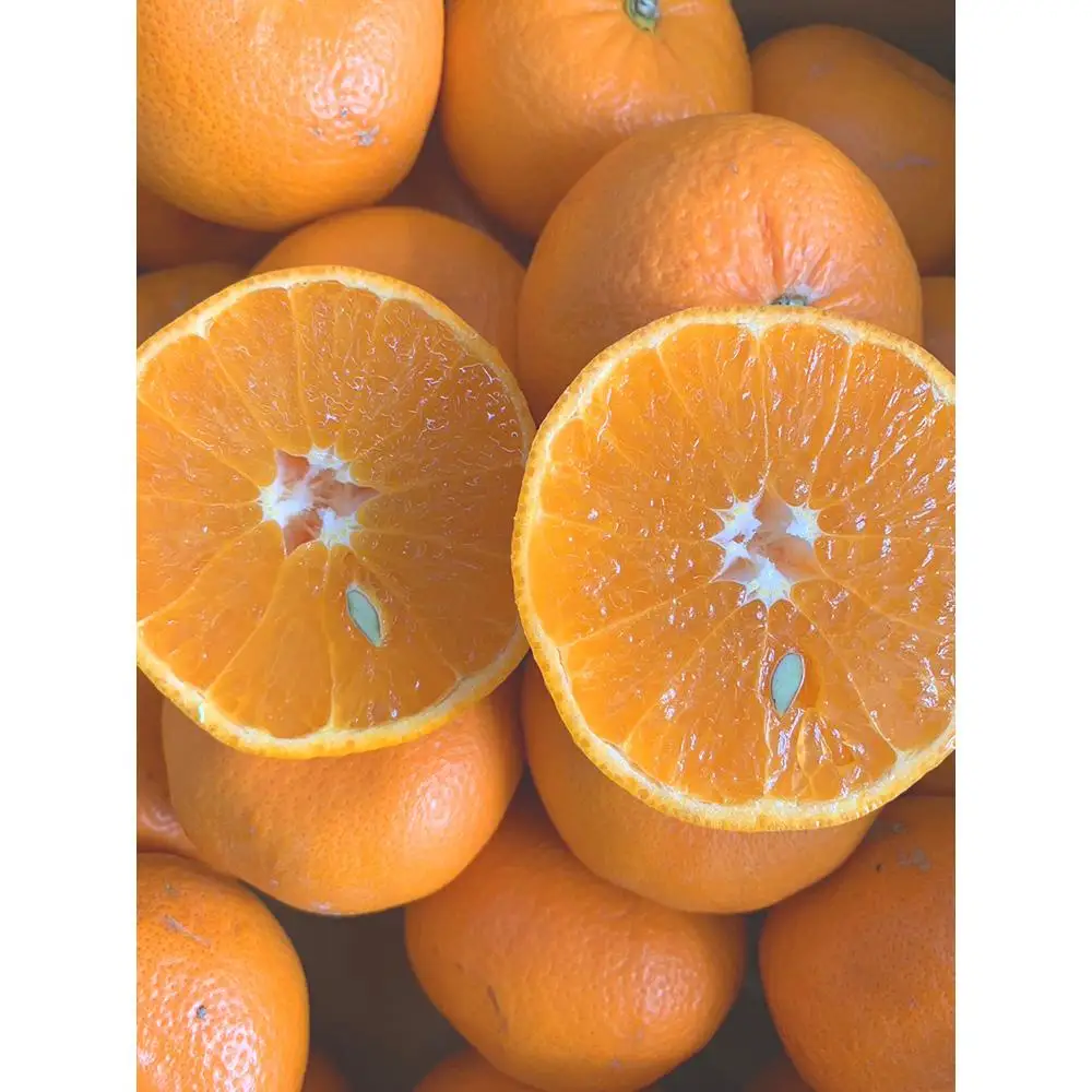 麗紅柑（れいこう）赤秀品 S～2Lサイズ 3kg