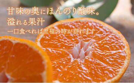 【2026年12月下旬より順次発送】至福の青島みかん 約5kg 望月自然農園 静岡県貯蔵ミカン品評会優秀賞 フルーツ 柑橘 オレンジ みかん◆