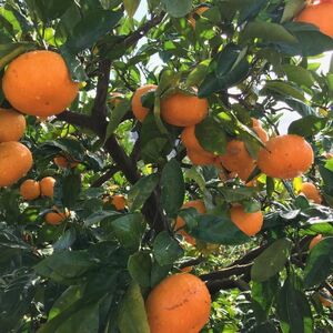 【訳あり・ご家庭用】完熟有田みかん  サイズ混合(2S～2L)　約5.2kg(5kg+200g)【2026年9月中旬～10月上旬頃に順次発送予定】【AA90135-ard186D-09】