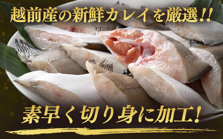 定期便 ≪12ヶ月連続お届け≫ 使い勝手抜群！福井県網元漁師が厳選 肉厚な越前産カレイの切り身（無塩）1kg × 12回 計12kg 【 たっぷり 焼き魚 煮付け バラ凍結便利 】 [e15-e004]