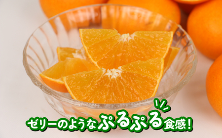 訳あり みかん 愛果28号 ハウス栽培 約3kg ハマみかん 【 訳あり みかん 】 B010-075009
