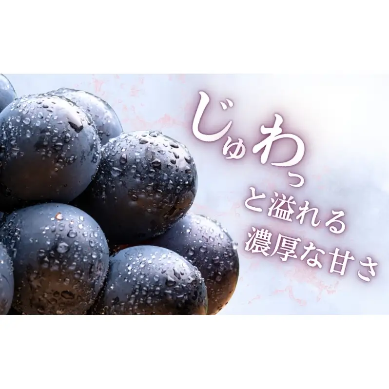 2026年産 ぶどう 長野 ナガノパープル 約1.2kg 2〜3房 特選 大粒 種なし 皮ごと 産地直送 フルーツ 果物 デザート おやつ 葡萄 長野パープル 秋 旬 旬の果物 旬のフルーツ 信州 信州産 長野県 長野県産 2026 2026年