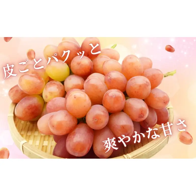2026年産 ぶどう 長野 クイーンルージュ 約1.2kg 2〜3房 特選 大粒 種なし 皮ごと 産地直送 フルーツ 果物 デザート おやつ シャインマスカット 葡萄 秋 旬 旬の果物 旬のフルーツ 信州 信州産 長野県 2026 2026年