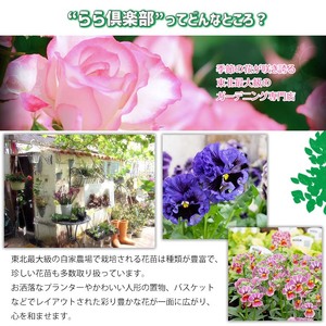 東北最大級のガーデニング専門店 厳選 『季節の寄せ植え』 4種類 ～ 6種類 【花工房らら倶楽部】 花 生花 フラワー 植物 観葉植物 寄せ植え 季節 鉢植え 鉢 ポット ガーデニング 庭 玄関 ベランダ 国産 産地直送 期間限定 人気 おすすめ 予約 早期予約 先行予約 [V-003-B]