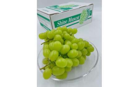 【全3回】  旬のフルーツ まつやま農林水産物ブランド 定期便 シャインマスカット 紅まどんな マドンナ せとか 愛媛 松山【FA0743】