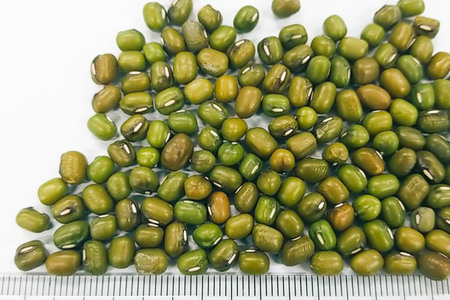 グリーンマッペ（緑豆）500g×1袋 サイトウ・コーポレーション 飼料