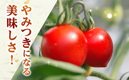 厳選!高糖度 あま壱岐 トマト 約600~700g 《壱岐市》【壱岐の潮風】 トマト 野菜 完熟 高糖度 ギフト プレゼント 贈り物 産地直送 常温配送 19000 19000円 [JAE010]