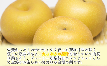 【先行予約】【幸水梨】3kg前後 (5~8個) たっぷりの果汁を含んだジューシーな梨！【2026年8月中旬以降順次発送予定】【梨 なし 和梨 先行予約 フルーツ 甘い みずみずしい 果実 果物 新鮮 お土産 贈り物 旬の果物】 [A-15007]