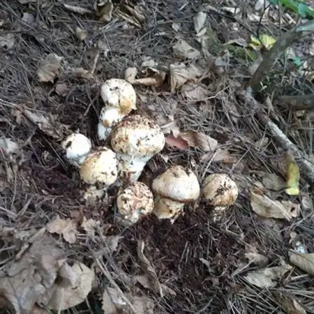 【2026秋発送】産地直送　岩手県岩泉町産まつたけ　お任せつぼみセット1kg_野菜 松茸 きのこ まつたけ マツタケ_【配送不可地域：離島】【1414048】