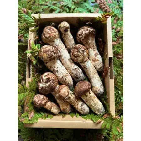 【2026秋発送】産地直送　岩手県岩泉町産まつたけ　ご家庭用不揃いセット500g_野菜 松茸 きのこ まつたけ マツタケ_【配送不可地域：離島】【1414088】