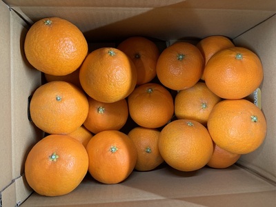 【2026年先行予約】 愛果28号 5kg 紅まどんな同一品種 バラ詰め ご家庭用 サイズミックス 農園直送 12月発送 愛媛 数量限定 愛媛県産 人気 柑橘 伊予市｜B274