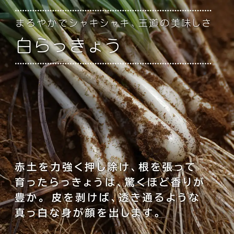 たねがしま らっきょう 誠農園 ( 種子島 有機 JAS 根つき 生らっきょう) 1kg　NFN583【250pt】 