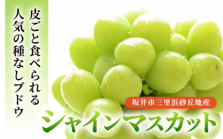 【先行予約】坂井市三里浜砂丘地産 シャインマスカット 2房（約1kg） 【2026年8月中旬以降順次発送予定】 【マスカット ブドウ ぶどう 葡萄 果物 くだもの フルーツ 果実 新鮮 国産】 [A-19003]
