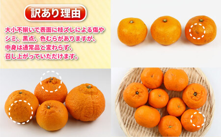 みかん定期便 訳あり 柑橘定期便 全3回 杉本屋 先行予約 わけあり 完熟みかん 柑橘 みかん ポンカン 不知火 完熟 温州みかん mikan 早生温州 温州 柑橘 蜜柑 産地直送 数量限定 国産 愛媛 宇和島 B030-143013