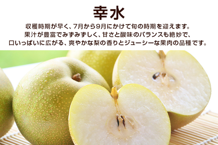 【先行予約/8月中旬から発送】 柴沼梨園の梨 （ 幸水 ） 梨 3kg 6～10個入り L～5Lサイズ BX-014