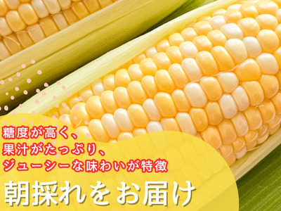 2026年6月中旬から発送【朝採り】ドルチェドリーム(とうもろこし)　６本入り（約2.5kg）　ヒルサイドオーチャード[5839-2088]