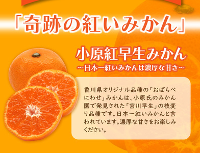 小原紅早生みかん 3kg