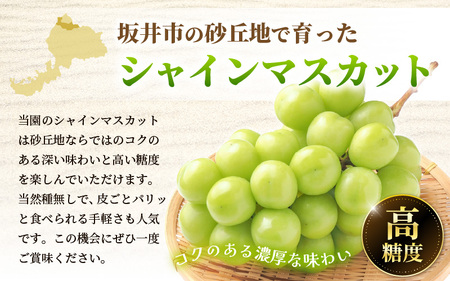 【先行予約】坂井市砂丘地のシャインマスカット 約500g×2房入り（合計：約1kg）化粧箱入り 【2026年8月中旬以降順次発送予定】【マスカット ブドウ ぶどう 葡萄 果物 くだもの フルーツ 果実 新鮮 産地直送 国産 ギフト 贈り物 贈答】 [A-19105]