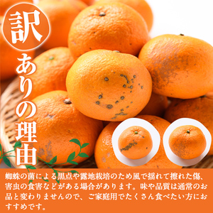 先行予約受付中！2027年1月中旬以降順次発送予定＞訳あり紅甘夏(約20kg