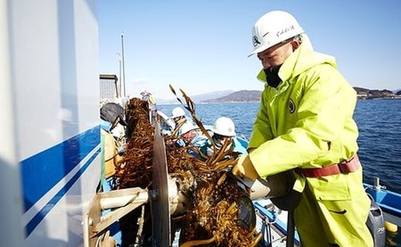 海藻 三陸産塩蔵こんぶ 1.2kg(300g×4袋) 肉厚 海藻