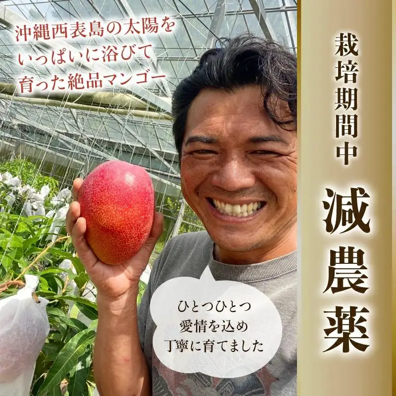 【訳あり】 アップルマンゴー 約1kg 2～4玉 