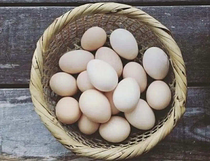 【定期便：3ヶ月連続でお届け】（10個入り）湘南で育った平飼い、烏骨鶏の卵。大磯まるしん農園【 たまご 神奈川県 大磯町 】