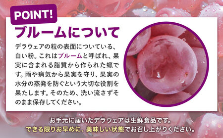 デラウェア ぶどう 約1kg(4パック) 
