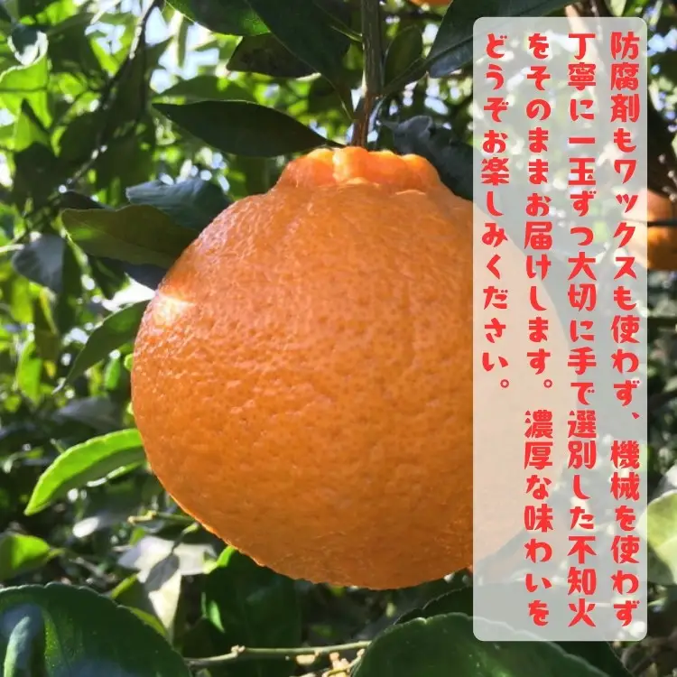 ［先行予約］有田育ちの濃厚 不知火（訳あり 家庭用）7.5kg［MS42］