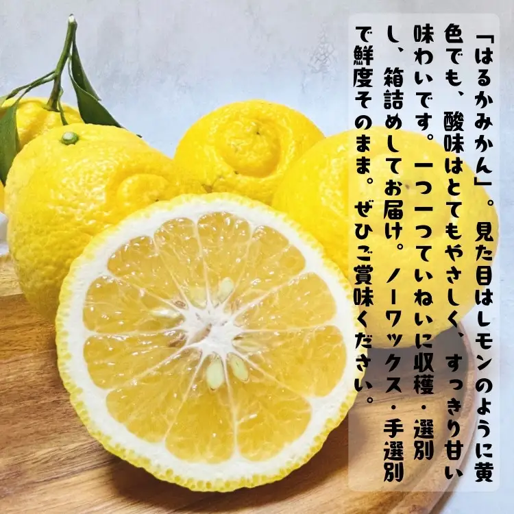 ［先行予約］［人気柑橘］ 特撰 はるかみかん 3kg［MS54］